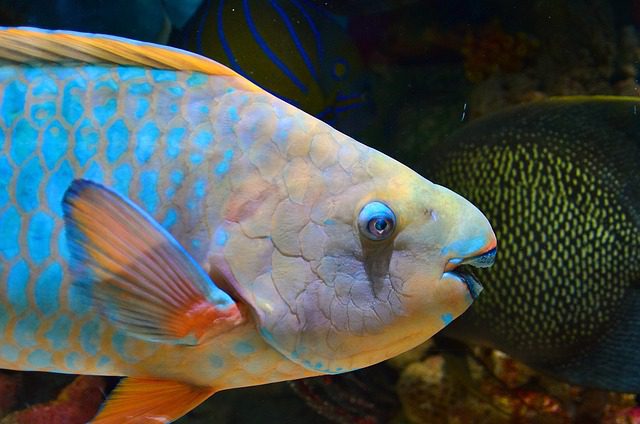 To protect themselves from predators Parrot fish spin a cocoon around themselves when they go to sleep. (Photo: Pixabay/jbwilder75)