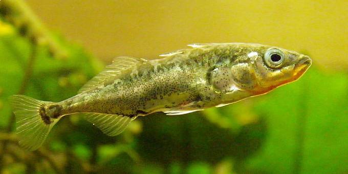 Doting Stickleback fathers-to-be can deprive themselves of sleep for weeks in order to fan oxygenated water over their eggs. Some Stickleback fish die in pursuit of this endeavour. (Photo: Flickr/Jack Wolf)