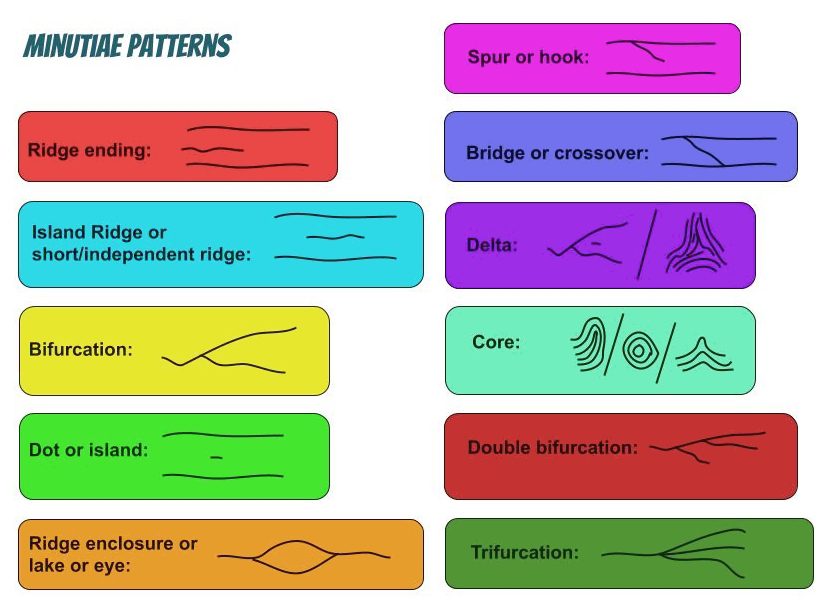  A drawing that represents the most common fingerprint minutiae patterns. Made using Google Drawings.