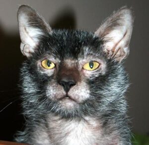 A Canadian black roan wolf cat.