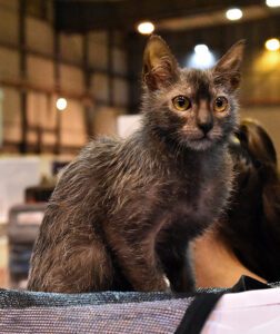 A black roan wolf cat.