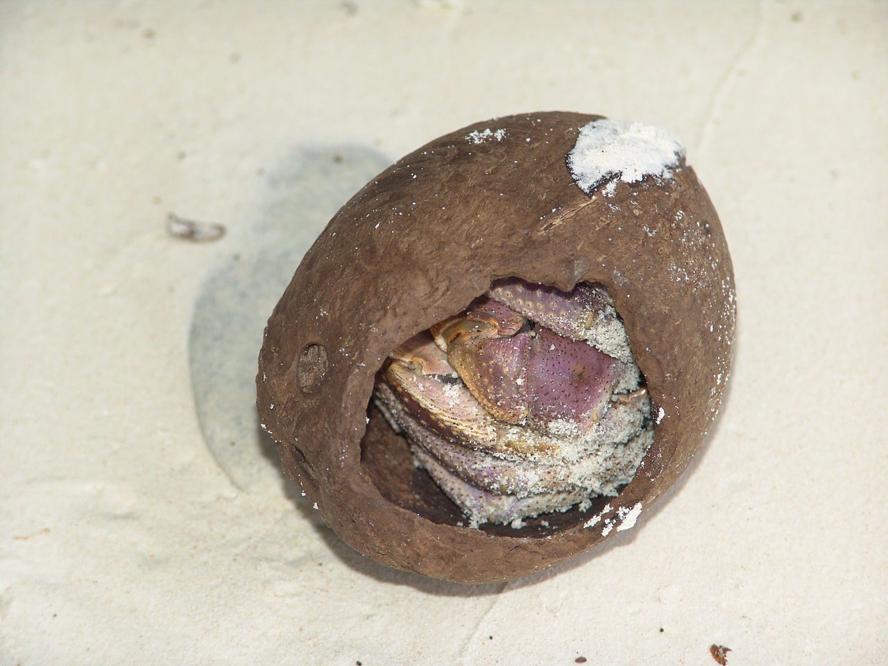 A juvenile coconut crab hidden in a coconut shell at the Chagos Archipelago.