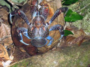 A coconut crab atop a coconut