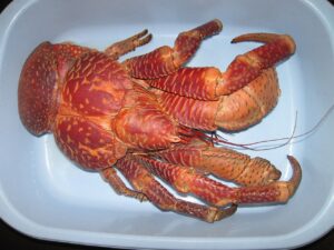 Coconut crab in a dish.