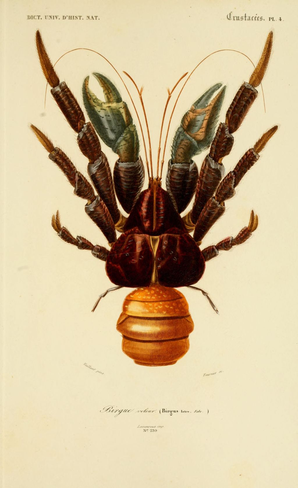 Print of a coconut crab.