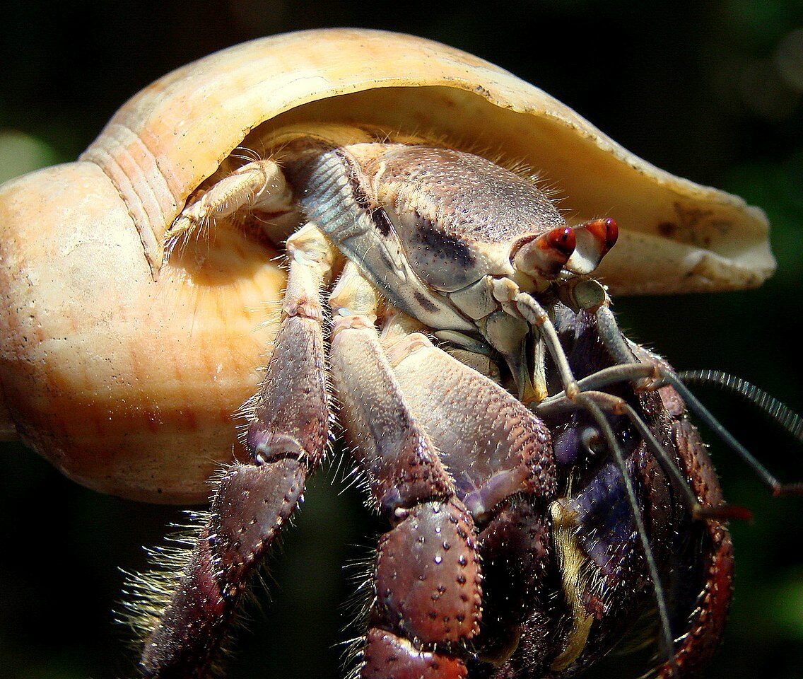 A coconut crab, ready for its close-up.