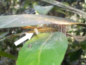 Cocoon web built by the infected host spider next to its original colony, white arrow points at pupal cocoon of Zatypota.