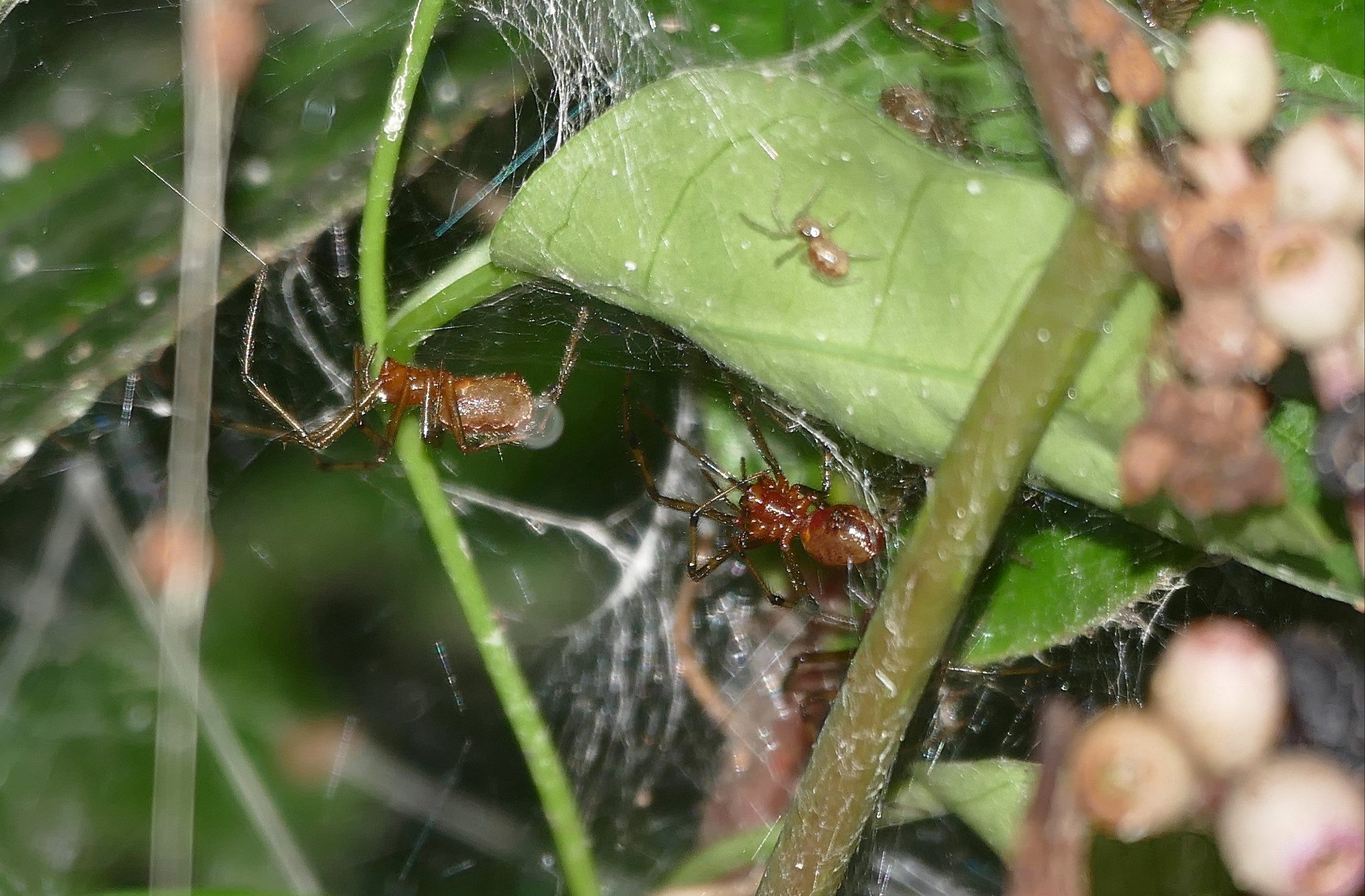 Social Spiders (Anelosimus eximius) in communal web