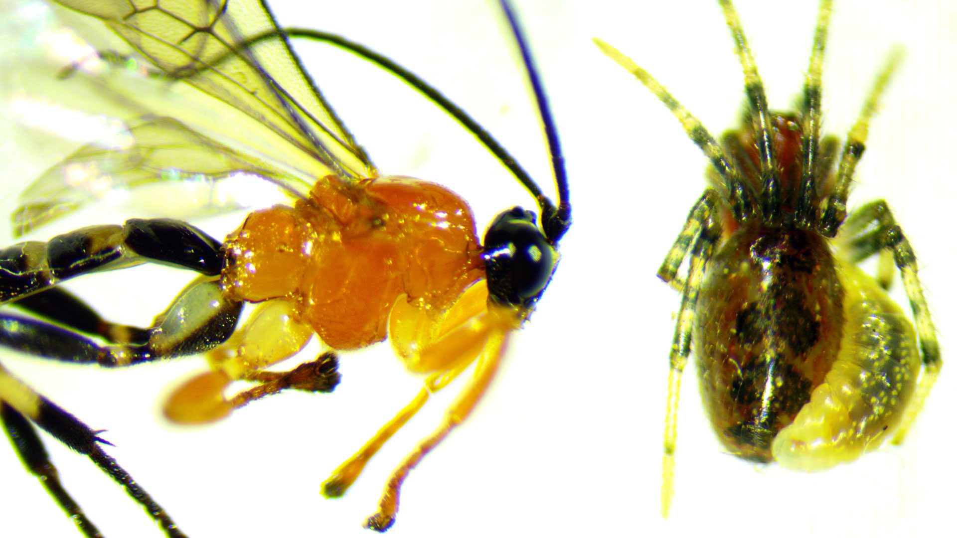 Adult stage of the parasitoid Zatypota species wasp (left); Larva of Zatypota wasp attached to the abdomen of an Anelosimus eximius spider. (Credit: University of British Columbia)