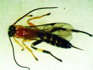 An adult parasitoid Zatypota sp. wasp