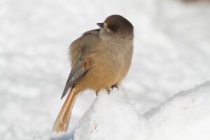 Siberian Jay