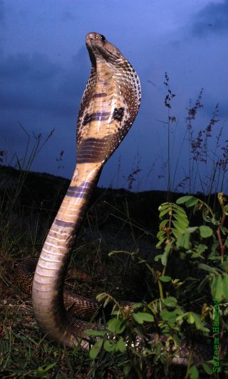 An Indian cobra. (Credit: Wikimedia)