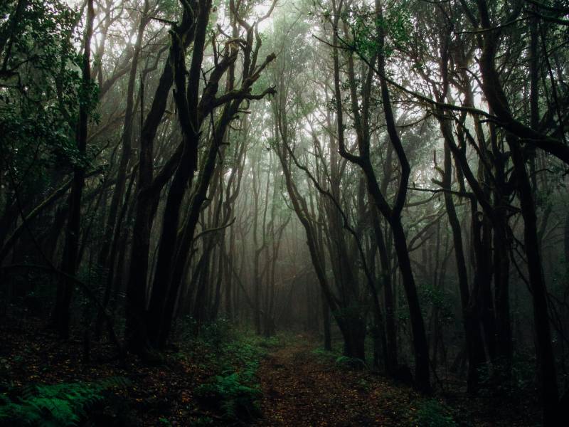 The term "Dark Forest Theory" comes from the 2008 novel The Dark Forest, by acclaimed Chinese sci-fi author Cixin Liu.